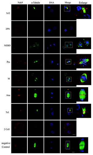 Figure 2. Subcellular localization of Nek9 during fertilization and early embryo cleavage. Subcellular localization of Nek9 during fertilization and early embryo cleavage by immunofluorescent staining. Oocytes at various stages were stained with an antibody against Nek9 (red), α-tubulin (green) and DNA (blue). TelII, zygote at telophaseII stage; NEBD, zygote with one nuclear envelope breakdown (NEBD); Pro, zygote at the stage of pro-metaphase; M, zygote at the stage of metaphase; Ana, zygote at the stage of anaphase; Tel, zygote at the stage of telophase; two-cell embryo. A zygote at the anaphase stage was used as a negative control for confocal microscopy, in which no first antibody was used but the fluorescent second antibody was used. Bar = 20 µm.