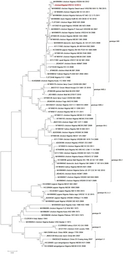Figure 4. Phylogenetic tree of Newcastle disease virus based on the complete fusion gene. The tree was constructed using Maximum Likelihood in MEGA 6 with 500 boostrap replicates to assign confidence to the groupings. The tree with the highest log likelihood (−9569.8326) is shown. The tree is drawn to scale, with branch lengths measured in the number of substitutions per site. The isolate in this study is highlighted in red. Colour online.