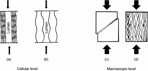 Figure 3.  Various modes of deformation of the cell walls of wood under compression in the longitudinal direction; (a) plastic deformation of the cell wall (formation of slip planes), (b) lateral buckling of the cell walls, (c) localised shearing band, (d) diffuse buckling of the cell walls