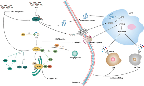 Figure 2. Activation and inhibition of cGAS/STING signaling in tumor immunity. In tumor immunity, dsDNA generated by gene replication of tumor cells can activate the cGAS/STING pathway, in which dsDNA can be delivered to APC cells through extracellular vesicles or gap junctions, and GAMP can be delivered to APC cells through cGAMP exporters. APC activates its own cGAS/STING by recognizing this dsDNA and cGAMP to induce a type I IFN-mediated immune response, thereby recruiting CD8+ cells and NK cells to mediate tumor cell apoptosis. ①: STING expression is epigenetically inhibited by histone H3K4 lysine demethylase KDM5B and KDM5C, which inhibit cGAS/STING signaling by maintaining low H3K4me3 levels in the STING promoter region. ②: high expression of DNMT1 and EZH2 was found to lead to significant silencing of STING expression and inhibition of cGAS/STING signaling. ③: receptor tyrosine kinase HER2 binds to the C-terminal domain of STING through its domain, recruits AKT1 to STING and phosphorylates TBK1S510 through AKT1 to prevent the TBK1/STING and TBK1K63-ubiquitin associations. ④: Tumor cells inhibit STING activation by upregulating exonuclease ENPP1 expression and hydrolyzing the immune transmitter cGAMP. ⑤: Tumor cells promote STING degradation in a SOX2 autophagy-dependent manner.