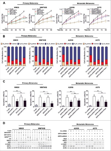 Figure 4. SIRT6 regulated melanoma growth in an autophagy-dependent manner. (A) Primary (WM35 and WM793B) and metastatic (A2058 and A375) melanoma cell lines were stably transfected with SIRT6 overexpression vectors or shRNA vectors as indicated. Cells were reseeded and after 24 h treated with the autophagosome degradation inhibitor chloroquine (CQ, 10 μM) or the autophagy agonist rapamycin (Rapa, 5 μM), respectively, for subsequent CCK8 assay at the indicated time points. Data at each time point are presented as means ± SD and then successively connected into a growth curve. **, P < 0.01, FLAG and Ctr-shRNA as control respectively; #, P < 0.05; ##, P < 0.01, SIRT6-WT1 and SIRT6-WT2, as well as SIRT6-shRNA1 and SIRT6-shRNA2 as corresponding control, respectively; ns, no significant difference. WT1 and WT2, SIRT6-WT1 and SIRT6-WT2; shRNA1 and shRNA2, SIRT6-shRNA1 and SIRT6-shRNA2. (B) Cell cycle distributions were analyzed in melanoma cells at 48 h with the same treatments as described in (A). Statistical charts represent 3 individual experiments. Data are presented as means ± SD. FLAG and Ctr-shRNA, as well as SIRT6-WTs and SIRT6-shRNAs were regarded as corresponding control respectively. (C) Flow cytometry analysis of apoptosis by ANXA5/Annexin V and 7-AAD staining in different melanoma cells at 24 h with the same treatments as described in (A). Statistical charts represent 3 individual experiments. Data are presented as means ± SD. *, P < 0.05, FLAG and Ctr-shRNA are contols; #, P < 0.05, SIRT6-WT1 and SIRT6-WT2, as well as SIRT6-shRNA1 and SIRT6-shRNA2 as corresponding control, respectively; ns, no significant difference. (D) Immunoblotting analysis showing the expression of the apoptotic markers in melanoma cells with the indicated treatments. ACTB was used as a loading control. SIRT6H133Y, mutated vectors of SIRT6 with the loss of HDAC activity. C-PARP1, cleaved PARP1. For (A and C), Students' t test was used to calculate the P value.