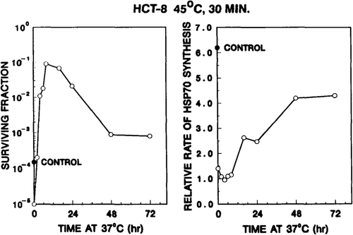 Figure 9. Ability of thermotolerant HCT-8 cells to re-initiate the synthesis of hsp70 inversely correlates with the decay of thermotolerance. Left panel: HCT-8 cell survival resulting from a second heat treatment (75 min at 45°C) at various times after the 45°C, 30 min priming dose. The 45°C, 30 min priming treatment reduced survival to ∼15 per cent. The solid circle represents the survival of control cells, i.e. cells did not receive a first heat dose. Right panel: relative rate of hsp70 synthesis, in response to a second heat shock (45°C for 15 min), were calculated from densitometer tracings of one-dimensional gels, as described in Materials and methods section.