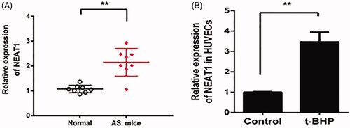 Figure 1. NEAT1 expression was increased in AS mouse serum, and t-BHP-treated HUVECs were analyzed by qRT-PCR. Determination of NEAT1 expression in serum samples obtained from AS mice (A) and t-BHP-treated HUVECs (B). **p < .01.