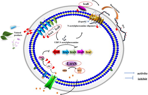Figure 5. Mechanism of quorum sensing system (QS) LuxS/AI-2 for biofilm regulation in S. aureus. Biosynthesis of Autoinducer 2 (AI-2) is catalyzed by LuxS and repressed the expression of rbf. Rbf could bind to the SarX and rbf promoters to upregulate their expression. Rbf can improves PIA-dependent biofilm formation via the repression of icaR expression. Polysaccharide intercellular adhesin (PIA) is synthesized regulated via proteins IcaA, IcaD, IcaB, and IcaC, encoded within the intercellular adhesin (ica) operon. IcaA and IcaD synergistically synthesize UDP-N-acetylglucosamine and exported via IcaC. Subsequently, IcaB regulates the partial deacetylation of PIA, improving adhesion via increased positive charge. Key molecule can be seen as antibiofilm and antibacterial targets, encircled in red.