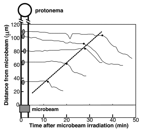 Figure 1 How to calculate the speed of signal transfer in the basal cell of two-celled protonema of Adiantum capillus-veneris. The relationship between the distance of chloroplast position from the edge of the microbeam to the center of each chloroplast as shown in left side of figure and the timing of chloroplast movement initiated shown as the black dots was obtained. Inclination of the approximate lines connecting dots indicates the speeds of the signal transfer.