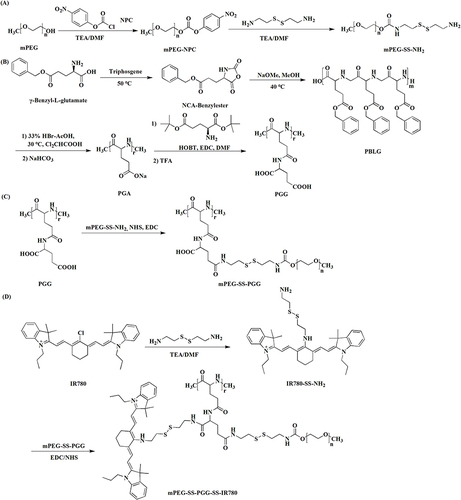 Figure 1 Synthesis routes of mPEG-SS-PGG-SS-IR780 conjugates (via steps (A–D)).