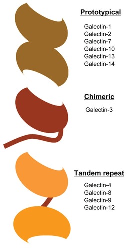 Figure 4 The different types of galectins in humans.