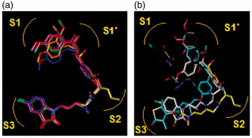Figure 9. (a) Superposition of most active training set HLClC inhibitors in bound conformation to crystallographic E64 (E64-RX: yellow; HLCIC1: green; HLCIC2: red; HLCIC7: violet; HLCIC13: blue; HLCIC14: orange). (b) Same superposition of less active training set HLClC (E64-RX: yellow; HLCIC4: white; HLCIC8: cyan; HLCIC6: brown).