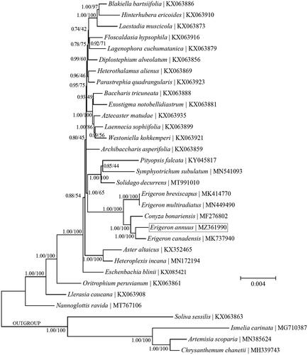 Figure 1. A combined phylogeny of the tribe Astereae based on the Bayesian inference (BI) and maximum-likelihood (ML) analysis of chloroplast protein-coding genes. The BI and ML analyses recovered the identical topology. The support values next to the nodes were Bayesian posterior probabilities according to the BI analysis (first value) and bootstrap percentages of 500 pseudoreplicates according to the ML analysis (second value). Four species within the tribe Anthemideae were included as the outgroup taxa.