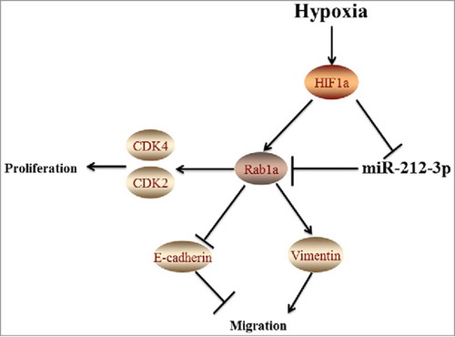 Figure 7. Schematic representation of the relationship between Rab1a and the HIF-1a/miR-212-3p/Rab1a regulatory pathway in HCC proliferation and migration.