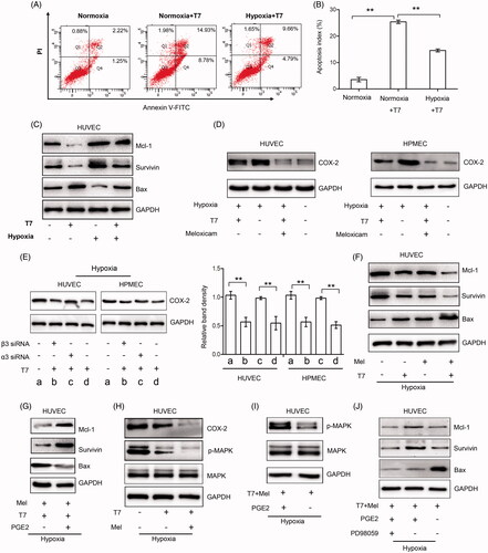 Figure 4. Combined targeting of the COX-2/PGE2 axis enhanced the pro-apoptotic activity of T7 in endothelial cells under hypoxia. (A, B) HUVECs treated with or without T7 under normoxic or hypoxic conditions and were subjected to flow cytometry to detect cell apoptosis (%). (C) HUVECs were treated with or without T7 or meloxicam (80 μM) under hypoxia, and apoptosis related proteins Bax, survivin, and Mcl-1 were detected by Western blot analysis. (D) HUVECs or HPMECs were treated with or without T7 under normoxic or hypoxic conditions, and COX-2 expression was detected by Western blot analysis. (E) HUVECs or HPMECs were treated with or without T7, α3 siRNA, or β3 siRNA under hypoxic conditions, and COX-2 expression was detected by Western blot analysis. (F) HUVECs were treated with or without T7, α3 siRNA, or β3 siRNA under hypoxic conditions, and COX-2 expression was detected by Western blot analysis. (G) HUVECs were treated with or without T7, α3 siRNA, or β3 siRNA under hypoxic conditions, and COX-2 expression was detected by Western blot analysis. (G–J) HUVECs were treated with or without T7, meloxicam (80 μM), PGE2 (3 μM), PD98059 (50 μM), or a combination under hypoxic conditions, and expressions of Mcl-1, Bax, survivin, COX-2, MAPK, and p-MAPK were detected by Western blot analysis. GAPDH served as an internal control. The band density was measured and normalized to that of GAPDH. **A highly significant (p<.001).