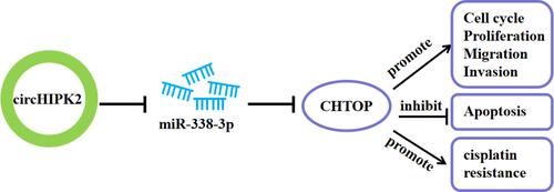 Figure 8 Schematic diagram of circHIPK2 role in OvCa. CircHIPK2/miR-338-3p/CHTOP ceRNA axis could regulate DDP resistance, proliferation, apoptosis, cell cycle progression, migration and invasion of DDP-resistant OvCa cells.