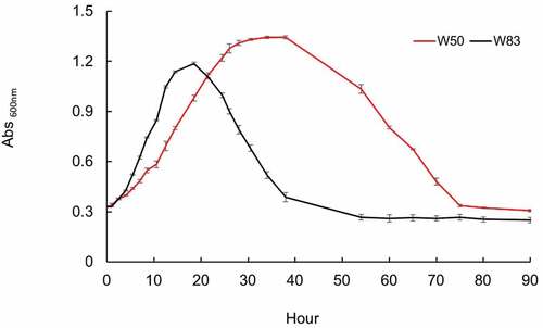 Figure 1. Growth rate of P. gingivalis strain W50 and W83 in 1% HSAHK medium. W83 grows exponentially with higher rate than the latter for up to 18 h to a maximum OD600 of ~1.2, then enters a short stationary phase (3–4 h) followed by a sharp cell lysis trend, leading to the complete cell lysis and medium clearance at about 35 h and designated as the fast lysis. W50 shows a lower exponential growth rate than W83 and undergoes a long steady stationary phase in which the cells withstand this condition for at least 40 h prior to a slower lysis trend. Data are representative of three replications (n = 3). Error bars represent the standard deviation of biological replicates.