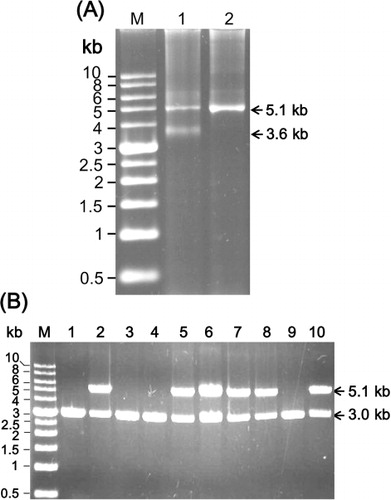 Figure 1. (A) Agarose gel electrophoresis of purified MDPV DNA. Lanes 1 and 2 show the DNA before and after heat treatment, respectively. Lane M contains the DNA size markers. (B) Agarose gel electrophoresis of NotI-digested plasmid DNA purified from E. coli that was transformed with the ligation products of the TA cloning procedure.