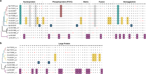 Fig. 4 Amino acid changes between DMV variants. Defined molecular signatures of each monophyletic group are color-colored. Single changes not representing the group are shown in red. The asterisk denotes sequences obtained from outbreaks. The taxon names are presented as host-Country/year of collection_variant (first three characters). a comparison of amino acid changes in the nucleoprotein, phosphoprotein, matrix, fusion and hemagglutinin in the complete set of DMV genomes. b Comparison of amino acid changes in the L protein. DMV variants and GenBank accession numbers: Bph (MH430938), 156 (MH430937), Sc-ES/2007 (HQ829973), Gm-ES/2007(HQ829972) IZSPLV (MF589987), 631MMS031711 (KU720625); BCF20110815-LA001 (KU720624), GW2010007A (KU720623), DK/2016 (MH430939), 16A (MH430934), muc (MH430935), ref (AJ608288), DE/2007 (MH430940), and 11.2 (MH430941). Host abbreviations: Bp Balaenoptera physalus, La Lagenorhynchus albirostris, Pp Phocoena phocoena, Sc Stenella coeruleoalba, Sl Stenella longirostris, and Tt Tursiops truncatus