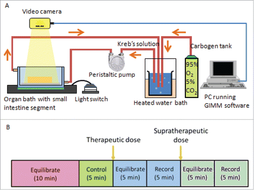 FIGURE 5. Gastrointestinal Motility Monitor and organ bath setup. (A) The GIMM is a complete system required to measure GI non segmentation contractions in small animal models such as mice and guinea pigs. The organ bath setup is represented as follows: A pump circulates the warmed, aerated Krebs solution into the organ bath, where the dissected intestine sits. The intestine is pinned down in the organ bath, to allow a camera to record the organ motility. (B) For each trial, first the organ is allowed to equilibrate in the Krebs solution for 10 minutes. Next, a 5 minute video of the untreated organ is recorded and used as the internal control. After that, the drug was added at a therapeutic plasma concentration, allowed to equilibrate in the solution for 5 minutes, and then recorded for 5 minutes. A supratherapeutic concentration was then added, allowed to equilibrate for 5 minutes, and then recorded for 5 minutes.