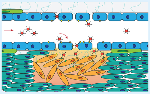 Figure 1. Schematic of nanomedicine deposition by passive and active targeting in the presence of an observable enhanced permeability and retention effect (leaky vasculature).Passive targeting of an actively targeted nanomedicine results in enhanced delivery and improved biological effect.Adapted with permission from [Citation88] © TechConnect (2017).