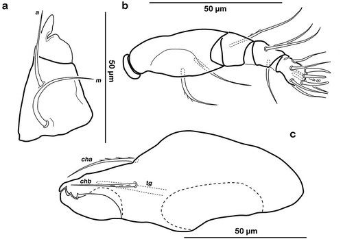 Figure 5. Litoribates floridae sp. nov. adult mouthparts (a) right rutellum, ventral view; (b) left pedipalp, paraxial view; (c) left chelicera, antiaxial view.