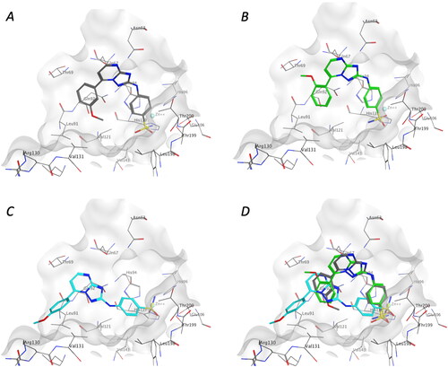 Figure 3. Binding modes of 1x (A), 1y (B), and 1w (C) in the active site of CA isoforms IX, and the superposition of the binding poses of the three analogues 1w–y (D).