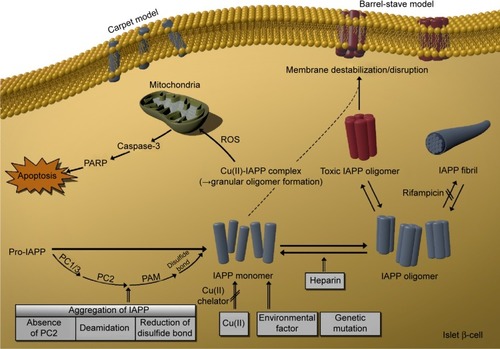 Figure 4 Causative factors of toxic oligomer formation.