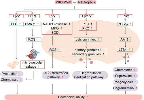 Figure 2 WKYMVm and neutrophils. In combination with FPRs, WKYMVm enhances the bactericidal activity of neutrophils by promoting the production and chemotaxis of neutrophils, enhancing ROS and degranulation sterilization pathways, and increasing the production of leukotriene LTB4.