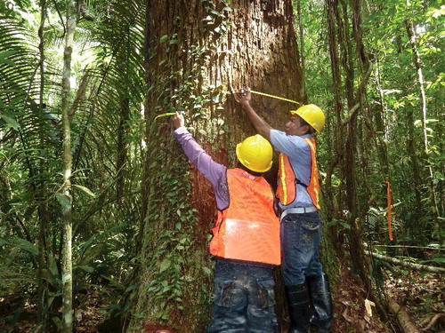 Figure 3. A forest inventory crew trying to measure the diameter of a large tree in Iwokrama Forest, Guyana. Photo by Ken Rodney; used with permission.