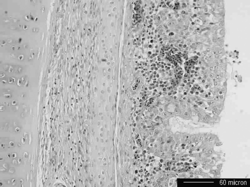 Figure 1.  Photomicrograph of the trachea from a dead Korean native chicken. Tracheal mucosa and submucosa congested with severe loss of cilia. Haemotoxylin & eosin stain. Bar = 60 µm.