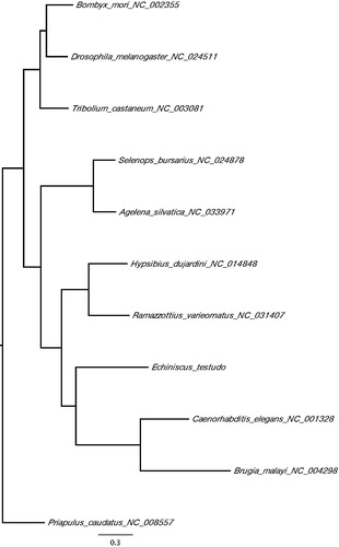 Figure 1. A maximum-likelihood tree of the phylogenetic position of E. testudo among other ecdysozoan species. The tree was calculated from concatenated amino acid sequences of 13 mitochondrial protein genes using multiple alignment with MAFFT (Katoh and Standley Citation2014), followed by Trimal (80% consensus) and Fasttree (Price et al. Citation2009). Tree is visualized with FigTree (http://tree.bio.ed.ac.uk/software/figtree/). Priapulus caudatus was used as an outgroup. GenBank accession numbers of mitogenome sequences used is shown after the species names.