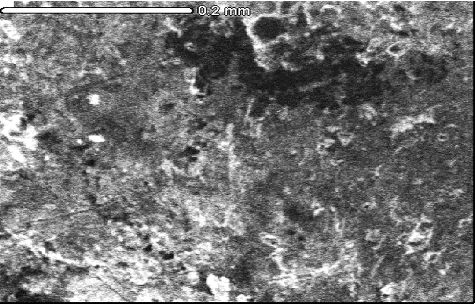 Figure 4. SEM of Ag NPs synthesized by T. viride. Note: Scale bar = 0.2 mm.