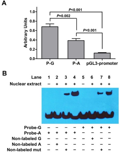 Figure 3 Results of luciferase reporter gene and EMSA.Notes: (A) Luciferase expression of constructs containing the potential enhancer (hs589) with rs10764901 G allele (P-G) or A allele (P-A) in U251 cells. P-G, P-A, or pGL3-promoter construct was co-electrotransfected with pRL-TK to standardize transfection efficiency, respectively. Data shown are the means ± SE from three independent transfection experiments, each performed in triplicate. (B) EMSA with biotin-labeled oligonucleotides containing the rs10764901 G allele (Probe-G) or A allele (Probe-A) and nuclear extracts from U251 cells. Lanes 1 and 5 show mobilities of the labeled oligonucleotides without nuclear extracts; lanes 2 and 6 show mobilities of the labeled oligonucleotides with nuclear extracts in the presence of non-labeled G or non-labeled A competitors; lanes 3 and 7 show mobilities of the labeled oligonucleotides with nuclear extracts in the presence of non-labeled mut competitor; lanes 4 and 8 show mobilities of the labeled oligonucleotides with nuclear extracts in the absence of competitor.Abbreviation: EMSA, electrophoretic mobility shift assay.