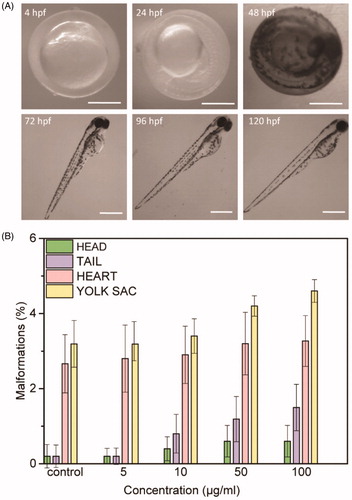 Figure 1. (A) Morphology of zebrafish treated with 100 µg/mL of NAs at the different time points investigated (4, 24, 48, 72, 96, and 120 hpf). Scale bars = 500 µm. (B) Malformations rates for each abnormality versus NAs concentration in different larvae’s parts at 96 hpf (head, tail, heart, yolk sac). Data are expressed as means ± standard deviations from three independent experiments; number of fish in each control and treated groups in one experiment = 80 (*p ≤ 0.01).