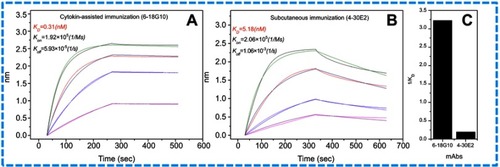 Figure 2 Affinity of the paired antibodies. (A) The affinity of capture antibody (6-18G10) from cytokine-assisted immunization. (B) The affinity of labeled antibody (4-30E2) from subcutaneous immunization. (C) Comparison of both antibodies by the value of 1/KD.Abbreviations: KD,equilibrium dissociation constant; Kon, association rate constant; Koff, dissociation rate constant.