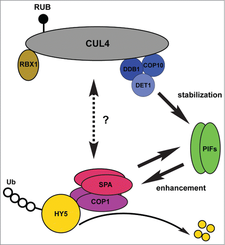 Figure 1. Multiple factors work together to repress photomorphogenesis in the dark. The CDD complex interacts with CUL4 to form the RBX1-CUL4-CDD E3 ligase in the dark. The RBX1-CUL4-CDD complex positively regulates PIF abundance primarily by stabilizing PIF proteins. On the other hand, PIFs promote the degradation of HY5 by enhancing the interactions between COP1-SPA complexes and HY5 and enhancing the ubiquitylation activities of COP1. Thus, these 2 newly- identified regulatory processes explain why the functions of COP1-SPA complexes rely on the CUL4-CDD complex to a certain extent. COP1 also positively regulates PIF3 abundance, although the mechanism is unclear. CSN regulates the activity of CUL4-based E3 ligases by deconjugating Nedd8/Rub from CULLINs (CSN is not shown in the model). The complete mechanism(s) by which these multiple photomorphogenesis factors work in concert need further investigation.