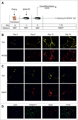 Figure 1. Dynamics of conversion of MEFs into neurons by exogenous BAM expression. (A) Experimental design. MEFs were plated at day -2, transduced with BAM+RT viruses at day -1 and cultured in the presence of DOX starting from day 0 until day 5–19. (B) Immunostaining with Tuj1 (yellow) and NF200 (red) antibodies in the targeted cells 5–19 d after viral transduction. (C) Same as B for neuronal markers Tuj1 (yellow) and MAP2 (red) antibodies. (D) Immunostaining with NF200 (red) and collagen-1 (green) antibodies of the targeted cells 19 d after viral transduction. Cell nuclei (DAPI) are shown in blue.