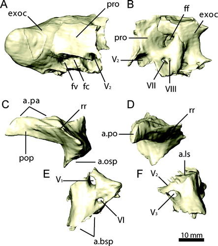 FIGURE 13. Individual braincase elements of Erlikosaurus andrewsi (IGM 100/111). Right prootic (in articulation with exoccipital) in A, lateral and B, medial views. Right laterosphenoid in C, rostral and D, lateral views. Right orbitosphenoid in E, rostral and F, lateral views. Abbreviations: a.bsp, basisphenoid articulation; a.ls, laterosphenoid articulation; a.osp, orbitosphenoid articulation; a.pa, parietal articulation; a.po, postorbital articulation; exoc, exoccipital; fc, fenestra cochleae; ff, floccular fossa; fv, fenestra vestibuli; pop, postorbital process; pro, prootic; rr, rostral horizontal ridge; V1, foramen for ophthalmic branch of the trigeminal nerve; V2, foramen for maxillary branch of the trigeminal nerve; V3, foramen for mandibular branch of the trigeminal nerve; VI, foramen for the abducens nerve; VII, foramen for the facial nerve; VIII, foramen for the vestibulocochlear nerve.