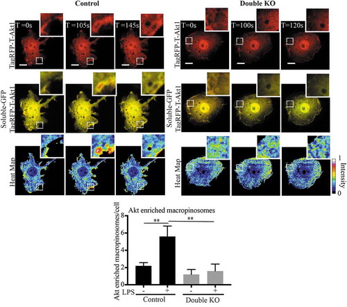 Figure 8. Rabin8 and GRAB double KO reduces Akt enrichment on LPS induced Macropinosomes. Control and double KO cells were transiently co-transfected with C1-GFP and TagRFP-T-Akt1 and live cell spinning disc confocal microscopy was performed. A ratiometric ‘heat map’ of Akt intensity was generated by using the ratio of TagRFP-Akt1 signal intensity to the soluble GFP to identify regions of Akt membrane enrichment. The cells were imaged with and without LPS. Macropinosomes with Akt enrichment were counted as number of events per cell, expanded panels show examples of macropinosomes observed with and without Akt enrichment in the control and double KO cells respectively. Movies were taken over 15 min with 5 sec intervals and quantification was performed by counting the number of Akt enriched macropinosomes observed per cell over a sample of 5 cells for each cell line. Significance was measured via Student’s t-test. (*P < 0.05, **P < 0.01 and n = 5 cells). Scale bars, 10 µm