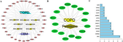 Figure 4 Network construction of the herb, ingredient, and targets. (A) Network of the disease-herb-ingredient-target for the treatment of COPD using the CBM; (B) Peimisine and disease-target network; (C) Barplot of the 16 targets of peimisine.