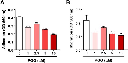 Figure 2. PGG suppresses cell adhesion and migration of Mia-Paca-2 cells. Cells were treated with the indicated concentrations of PGG. Adhesion (A) and migration (B) were determined as described in the main text. Data are expressed as the mean ± SEM (n = 3). Statistical significance was based on the difference compared with 0 µM PGG by one-way ANOVA followed by Dunnett’s test (*P < 0.05, **P < 0.01, ***P < 0.001).