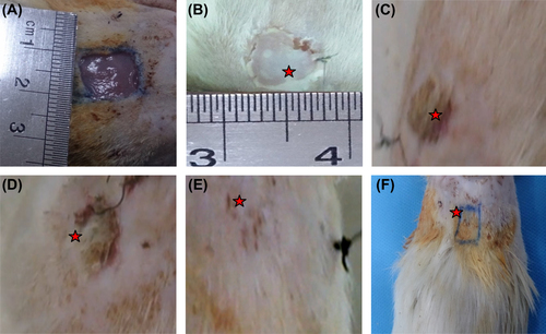 Figure 3. Wound healing at 21 days after grafting (A) Area of skin removal (B) grafted skin (C) nanofibrous PCL scaffold (D) Laminin-coated nanofibrous PCL scaffold (E,F) Laminin-coated nanofibrous PCL scaffold with USSCs.
