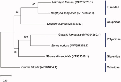 Figure 1. Maximum likelihood tree showing the phylogenetic relationship of Diopatra cuprea based on the full mitochondrial genomes of six other worm species, with Orbinia latreillii as the outgroup. Bootstrap values are indicated at the nodes.