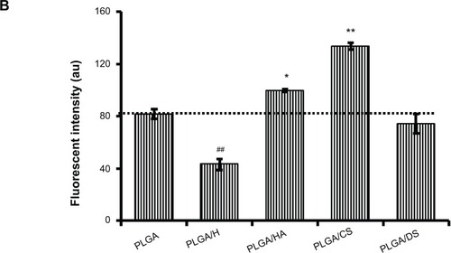 Figure 8 Fluorescent micrographs (A) and fluorescence-activated cell-sorting histogram (B) demonstrating uptake of glycosaminoglycan-functionalized poly-lactide-co-glycolide (PLGA) nanoparticles (NPs) by human pulmonary microvascular endothelial cells (HPMEC) after 4 hours of incubation (n=3).Notes: *P<0.05 between PLGA and PLGA/HA. **P<0.005 between PLGA and PLGA/CS. ##P<0.005 between PLGA and PLGA/H. Scale bar: 20 μm for low magnification and 10 μm for high magnification (inset).Abbreviations: PLGA/CS, poly-lactide-co-glycolide functionalized with chondroitin sulfate; PLGA/DS, poly-lactide-co-glycolide functionalized with dermatan sulfate; PLGA/H, poly-lactide-co-glycolide functionalized with heparin; PLGA/HA, poly-lactide-co-glycolide functionalized with hyaluronic acid.