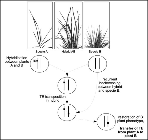 Figure 1 Horizontal transposition: hybridization between species A and B is followed by TE activation in the hybrid. TE is this way transferred from sub-genome A to B. Recurrent backcrosses between the hybrid and species B lead to the restoration of plant B phenotype (presence of B chromosomes only) but harboring the transferred element.