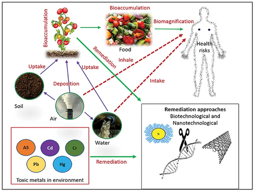 Figure 1. Interaction between fruits and vegetables, heavy metals and health (adopted from a study of A. Kumar et al., Citation2019).