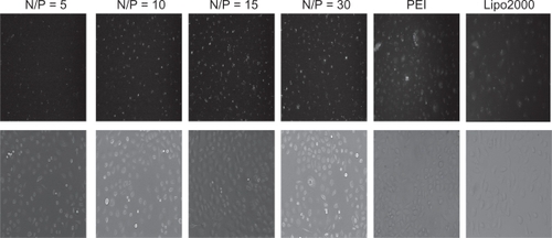 Figure 6a Fluorescence microscope images of SGC-7901 cells transfected with PEG-PEI/siRNA complexes at N/P = 5, 10, 15, 30, PEI (25 KD) and Lipo2000, respectively.Abbreviations: PEG-PEI, polyethylene glycol-polyethyleneimine; N/P, charge ratio between amino groups of PEG-PEI and phosphate groups of siRNA.