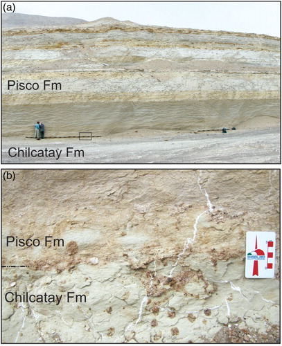 Figure 3. (a) Panoramic view of the unconformable contact (dash-double-dotted line) between the Chilcatay Formation and the overlying Pisco Formation (14°20′51.3″S-75°54′24.1″W). Geologists for scale and (b) closer view of the boxed area shown in (a) illustrating a detail of the contact. It is demarcated by a Glossifungites ichnofacies dominated by small Thalassinoides descending at least 30 cm into the underlying beds and passively filled with coarse sands and granules infiltrated from the overlying transgressive lag.