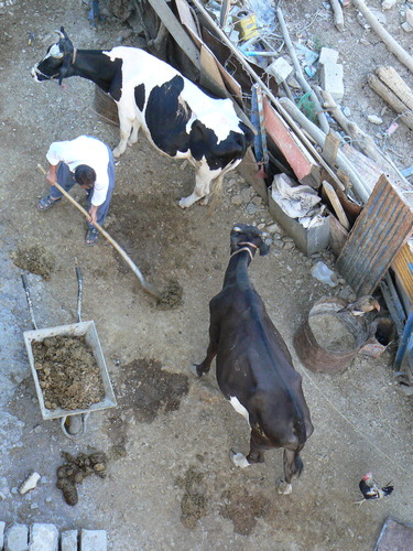 Figure 8. Cattle kept in yards/enclosures within the village.