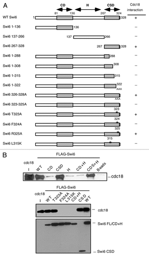 Figure 2 Mapping of the Swi6 interaction domain by in vitro binding. (A) Schematic representation of the Swi6 protein and mutational analysis. The chromo domain (CD) is linked to the chromo shadow domain (CSD) through the hinge (H) region summarizes the binding results. (B) In vitro binding studies were performed by precipitation of bacterial recombinant His6FLAG-Swi6 wild-type or fragments or mutants with FLAG M2-agarose conjugate beads. Recombinant MBP-Myc Cdc18 wild type was added to the beads and its binding capacity was measured by western blotting. Immunoblotting was performed with anti-Myc antibodies for Cdc18 or anti-FLAG antibodies for Swi6.