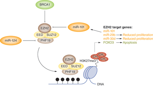 Figure 2. EZH2, miRNAs and apoptosis/proliferation.EZH2 is negatively regulated by factors that are often downregulated during oncogenesis, including the tumor suppressor BRCA1 and two miRNAs, miR-101 and miR-124. This results in the upregulation of EZH2 methyltransferase activity and silencing of EZH2-target genes, including FOXO3 (a pro-apoptotic transcription factor) and miR-29b and miR-30d, both of which enhance proliferation when suppressed through the upregulation of EZH2.