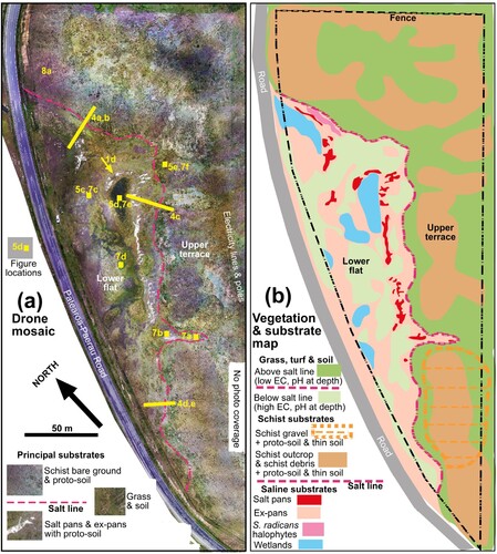 Figure 3. Geoecological maps of the Patearoa saline site, showing distribution of vegetation and substrates. A, Photograph mosaic derived from a drone survey of the site, showing the principal substrates, salt line, and some figure locations. B, Generalised map of distribution of vegetation and substrates, based on mosaic in a, field observations, and EC and pH data.