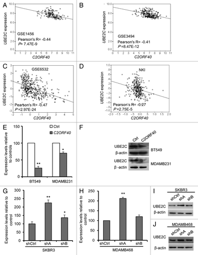 Figure 6.C2ORF40 suppresses UBE2C expression. There is a highly significant and negative correlation between C2ORF40 and UBE2C in mRNA levels within human breast cancer tissues from GEO database Data set 5 (A), Data set 6 (B), Data set 7 (C), Data set 4 (D). Ectopic expression of C2ORF40 in BT549 and MDAMB231 cells downregulates the mRNA (E) and protein (F) levels of UBE2C. Knockdown of C2ORF40 in SKBR3 (G and I) and MDAMB468 (H and J) cells increases the mRNA (G and H) and protein (I and J) levels of UBE2C. The experiments in (E) to (J) were repeated at least three times and data were presented as mean ± SD. R is Pearson correlation coefficient. P-values shown in (A to D) were obtained from Pearson correlation test and in (E), (G) and (H) were obtained from Student’s t-test. * p < 0.05 and ** < 0.01. Ctrl: empty vector infected control groups, shCtrl: scrambled vector infected control groups.